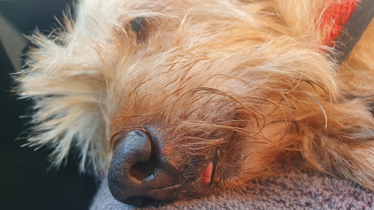 George, a Dachshund and Pekingese mix tested with EmbarkVet.com