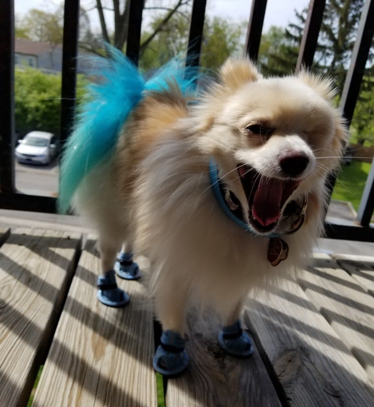 Miruko, a Pomeranian tested with EmbarkVet.com