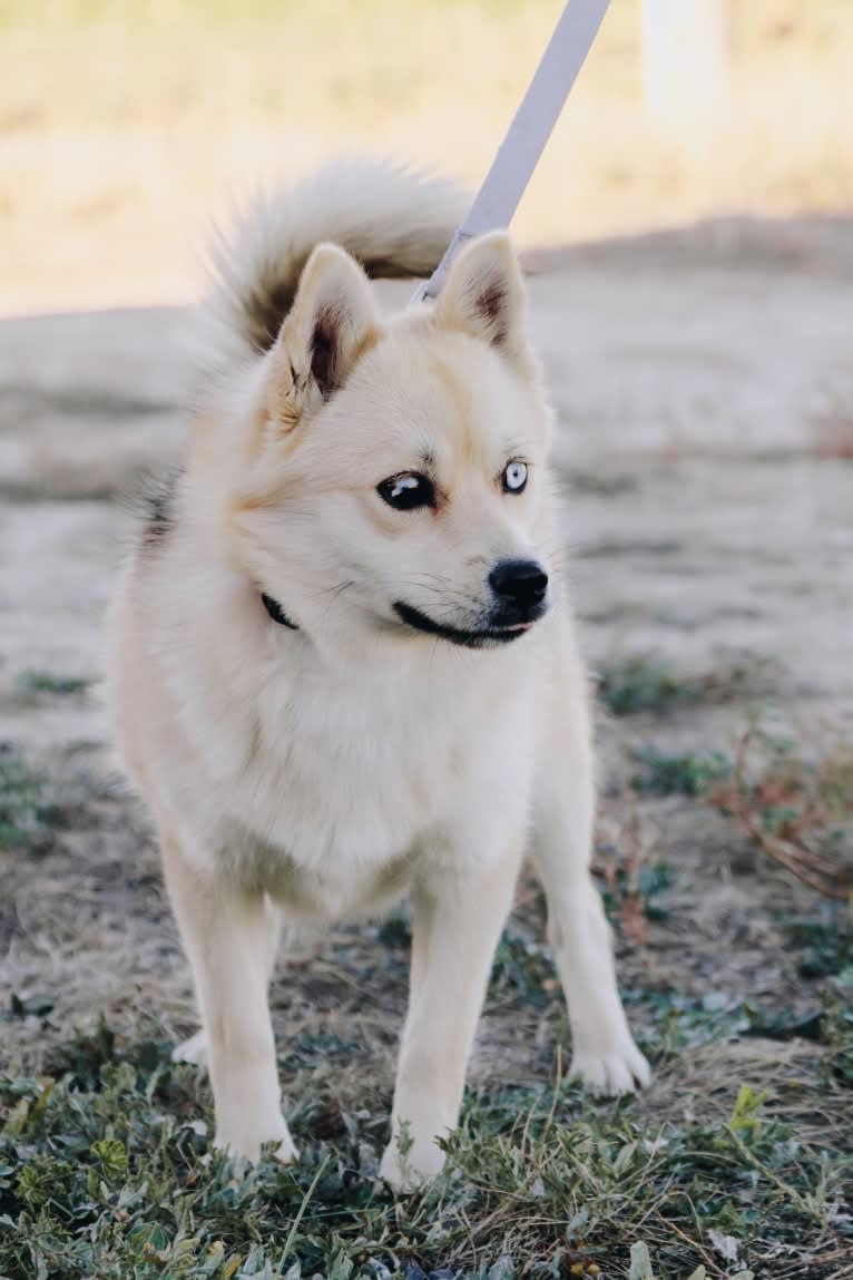 Pomsky Northerns’ Nikita, a Pomsky tested with EmbarkVet.com