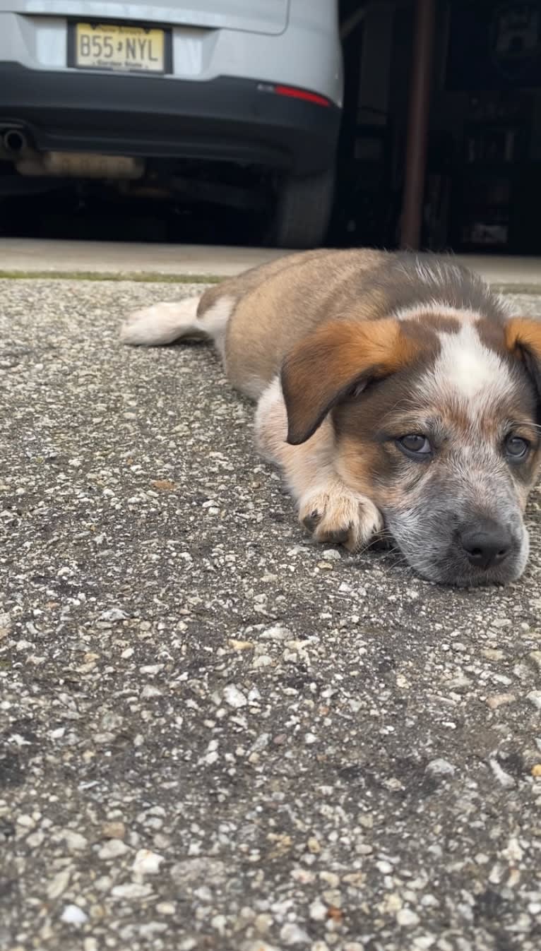 Nash, an Australian Shepherd and Labrador Retriever mix tested with EmbarkVet.com