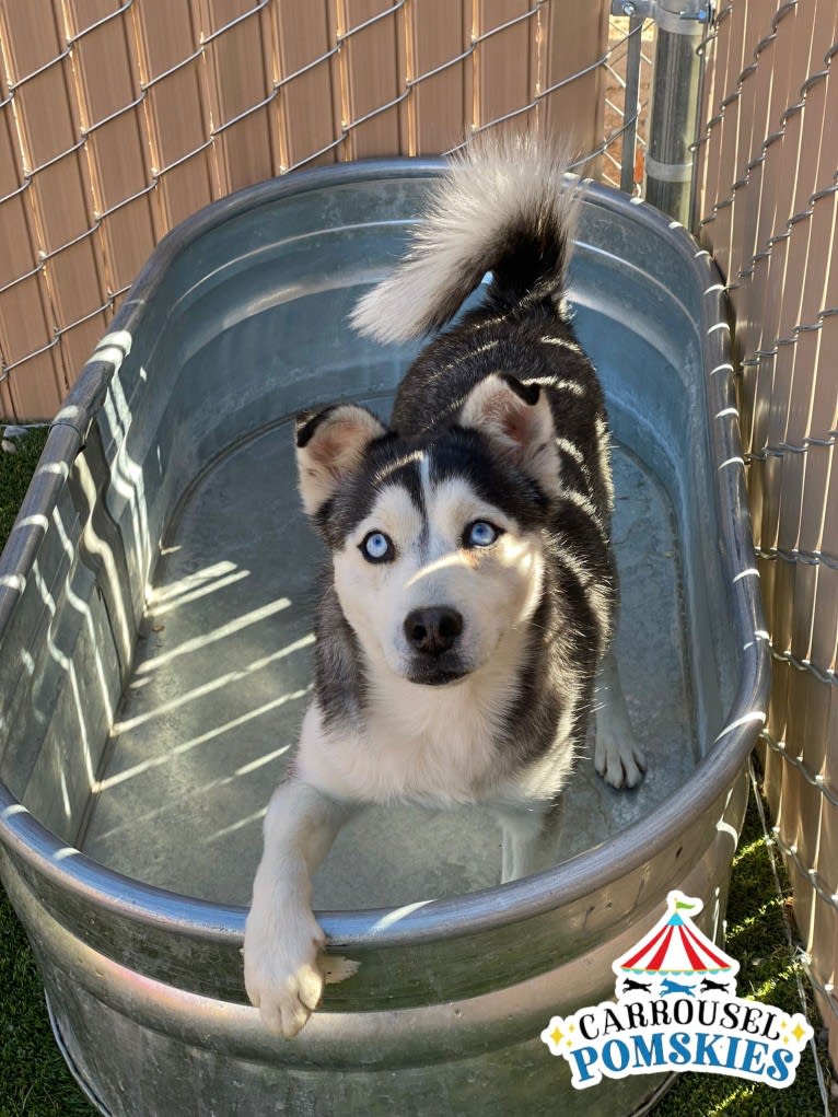 Precious Yordy, a Siberian Husky and Pomeranian mix tested with EmbarkVet.com