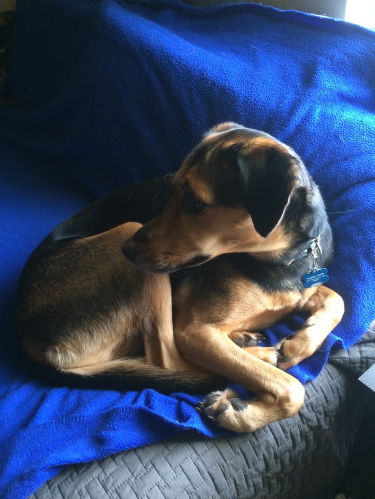 Tamby, an American Foxhound and German Shepherd Dog mix tested with EmbarkVet.com