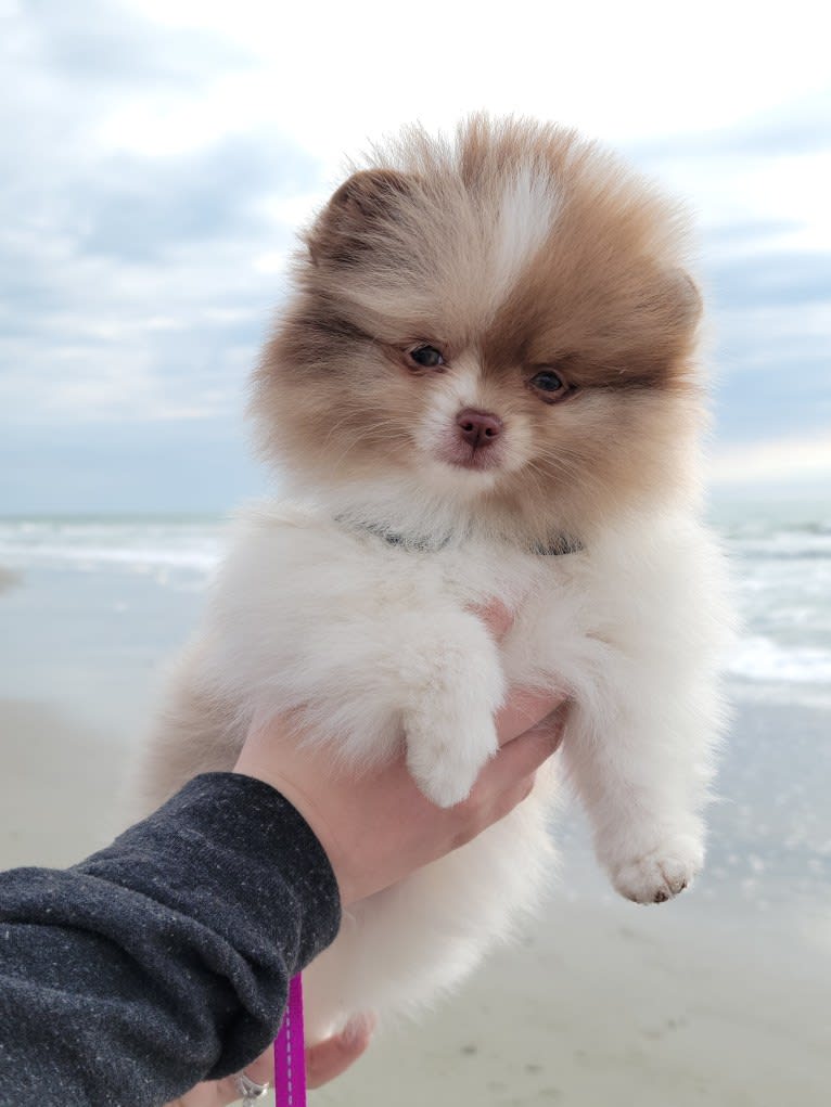 Gemini, a Pomeranian tested with EmbarkVet.com