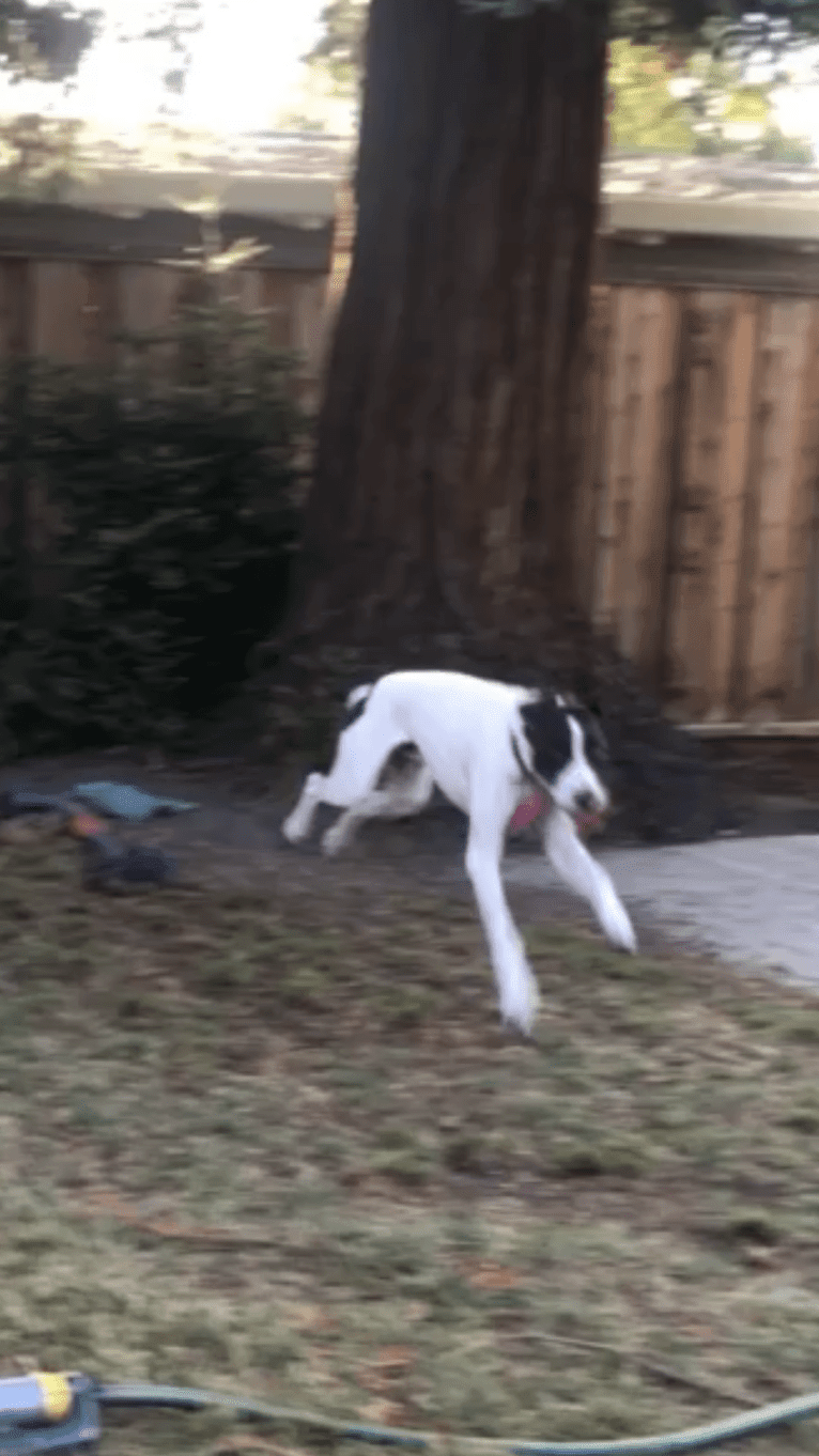 Sawyer, a German Shorthaired Pointer tested with EmbarkVet.com