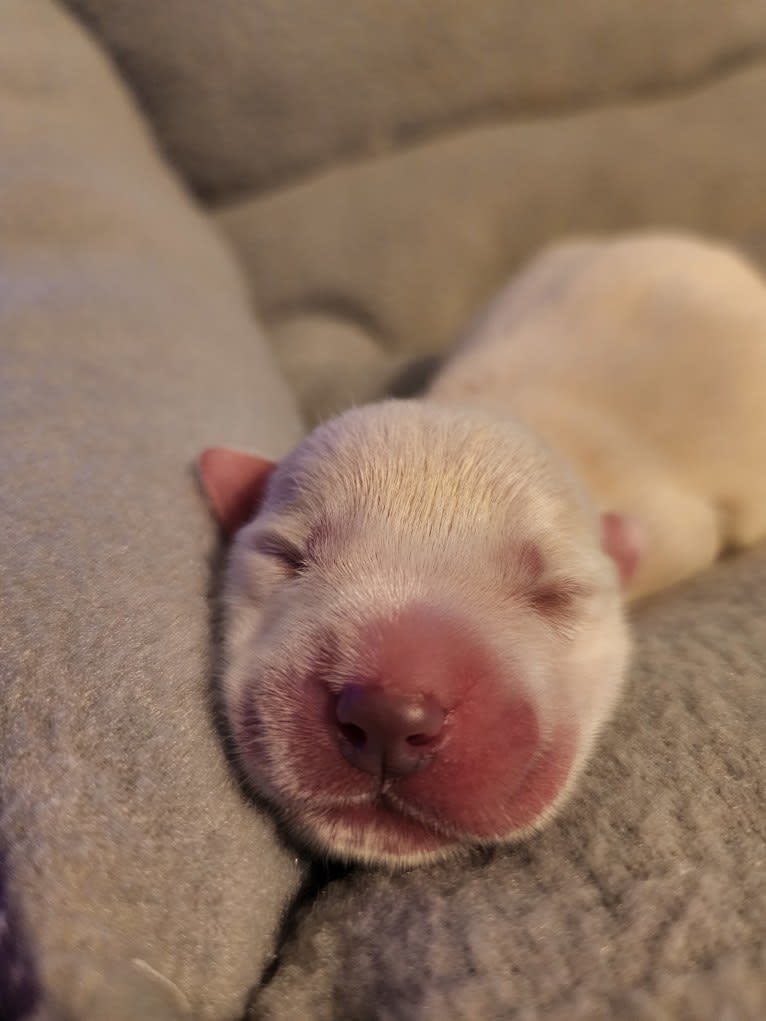 Luigi, an Australian Cattle Dog and Chihuahua mix tested with EmbarkVet.com