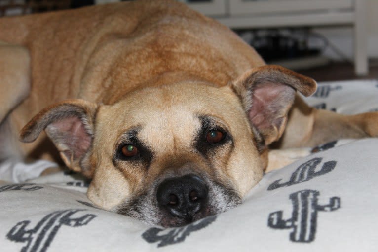 Victor, a Chow Chow and American Pit Bull Terrier mix tested with EmbarkVet.com