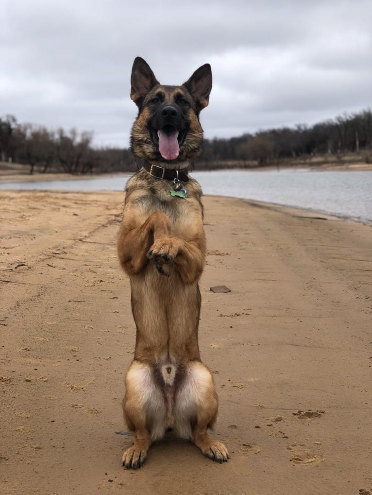 KHs His Reign Has Just Begun “Kaiser” TKE DS HDS, a German Shepherd Dog and Dutch Shepherd mix tested with EmbarkVet.com