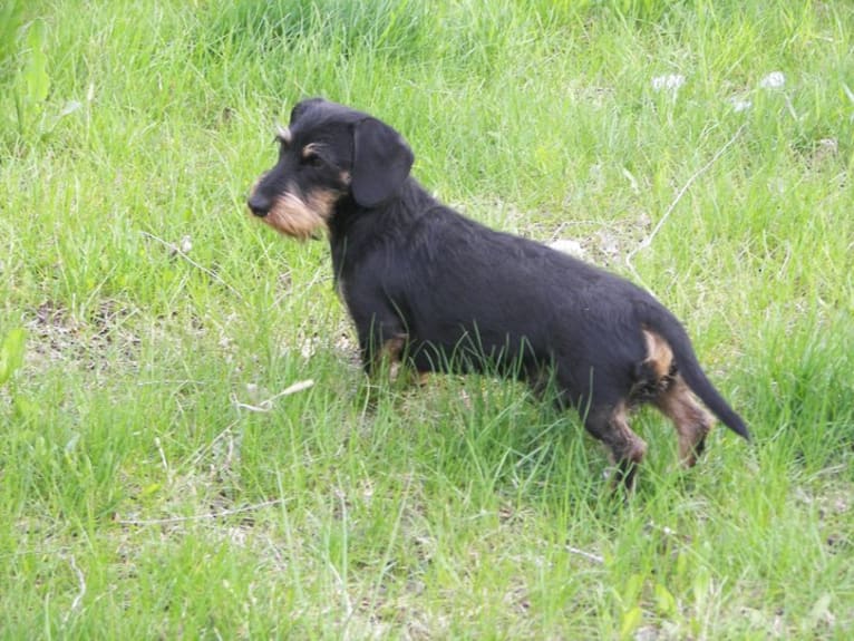 Bentley, a Dachshund tested with EmbarkVet.com