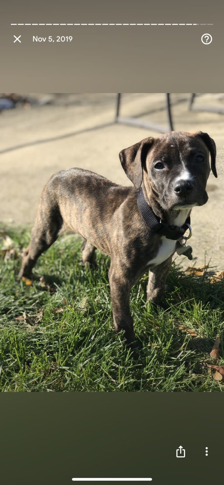 Dax, an American Pit Bull Terrier and Boxer mix tested with EmbarkVet.com