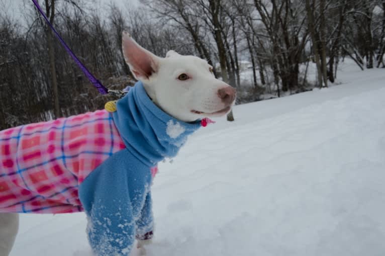 Shakira, an American Village Dog tested with EmbarkVet.com