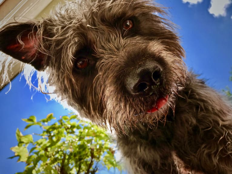 Garbage Bin, a Miniature Schnauzer and Australian Shepherd mix tested with EmbarkVet.com