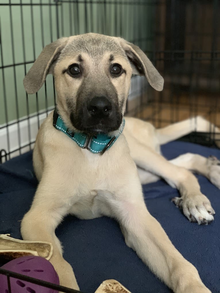 Gryffin, a Great Pyrenees and Mountain Cur mix tested with EmbarkVet.com