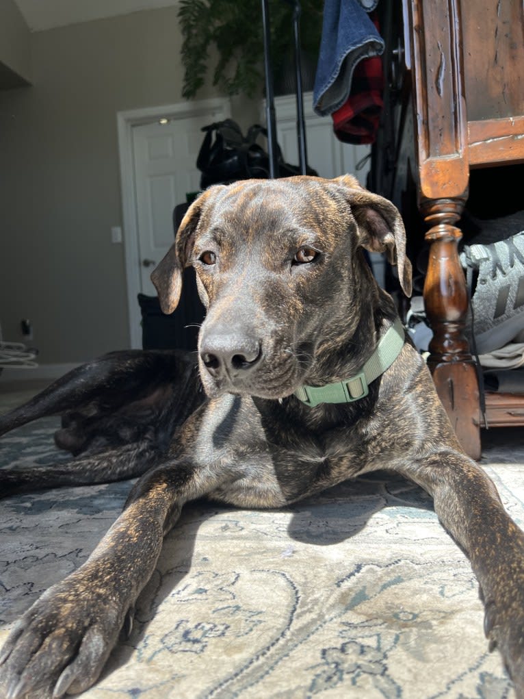 Maverick, a Mountain Cur tested with EmbarkVet.com