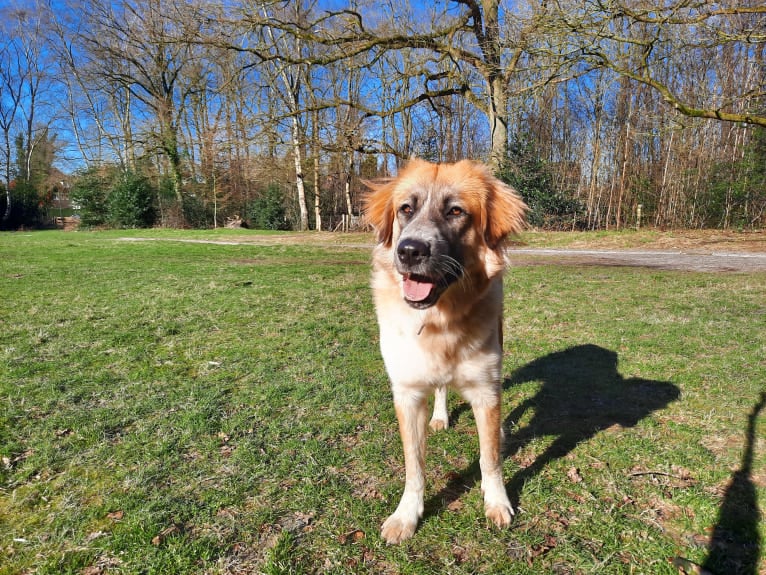 Mika, a West Asian Village Dog tested with EmbarkVet.com