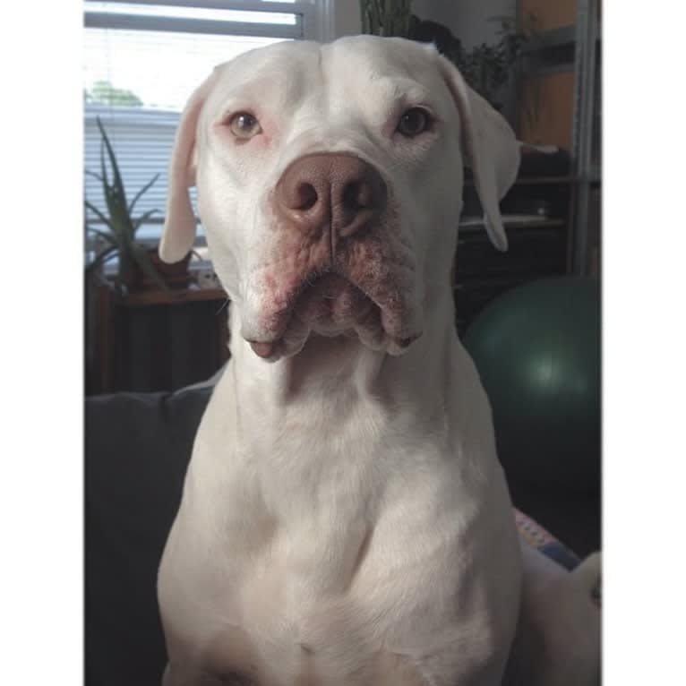 Murphy Lorenzo, an American Pit Bull Terrier and Brittany mix tested with EmbarkVet.com