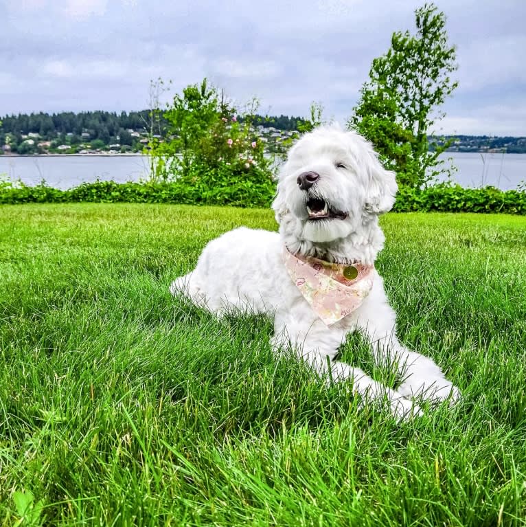 Penelope, a Poodle (Small) and Lhasa Apso mix tested with EmbarkVet.com