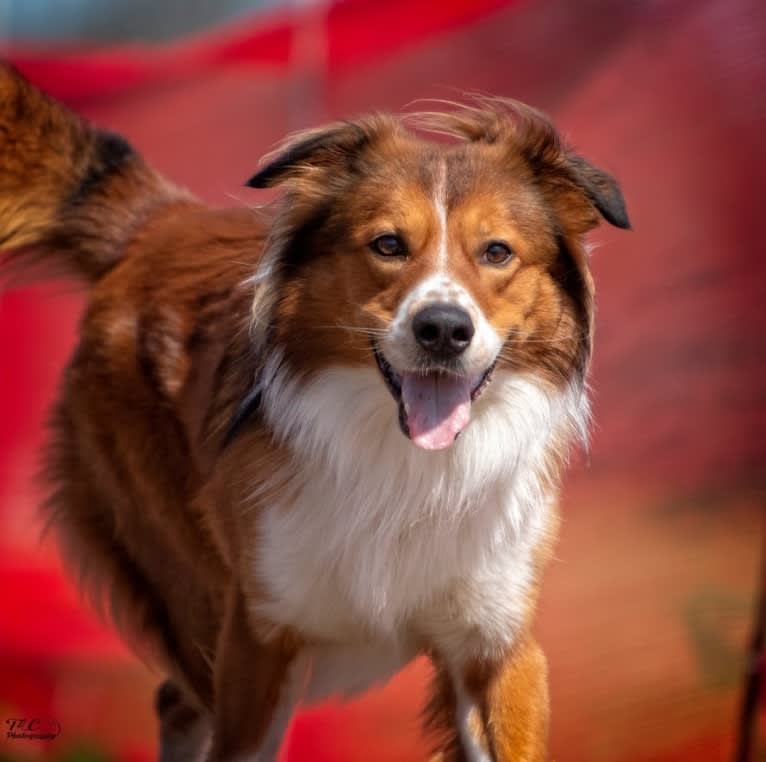 Mac, an English Shepherd tested with EmbarkVet.com