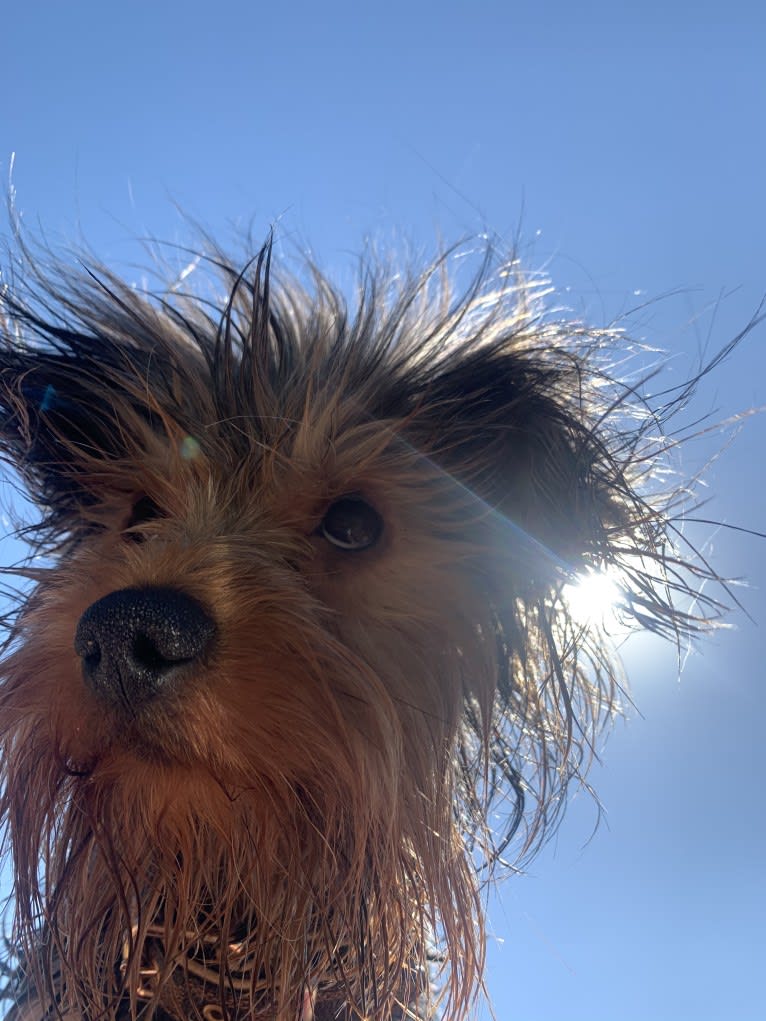 Fido, a Yorkshire Terrier and Dachshund mix tested with EmbarkVet.com