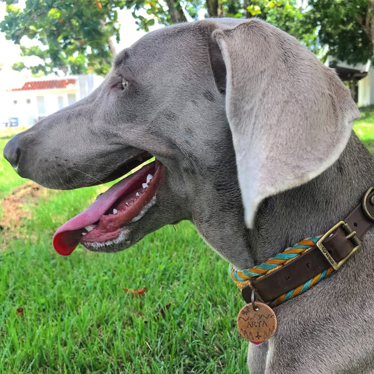 Arya the Weim, a Weimaraner tested with EmbarkVet.com