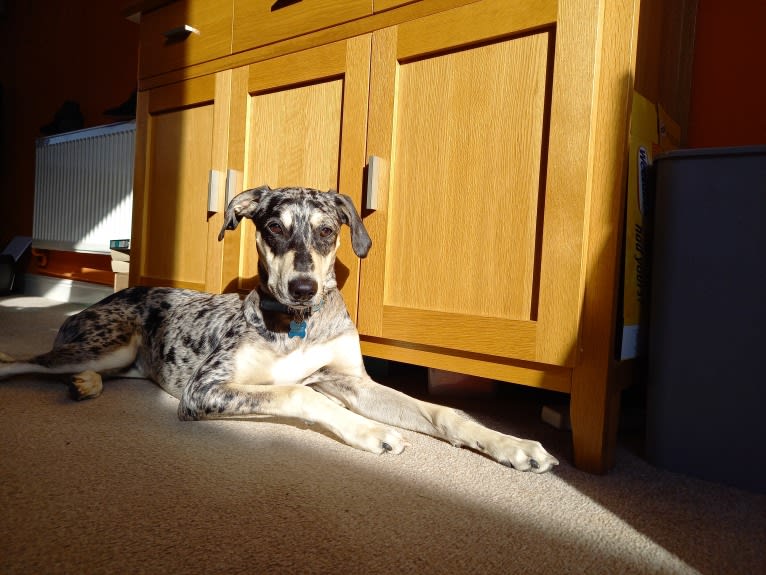 Arlo, a Greyhound and Saluki mix tested with EmbarkVet.com