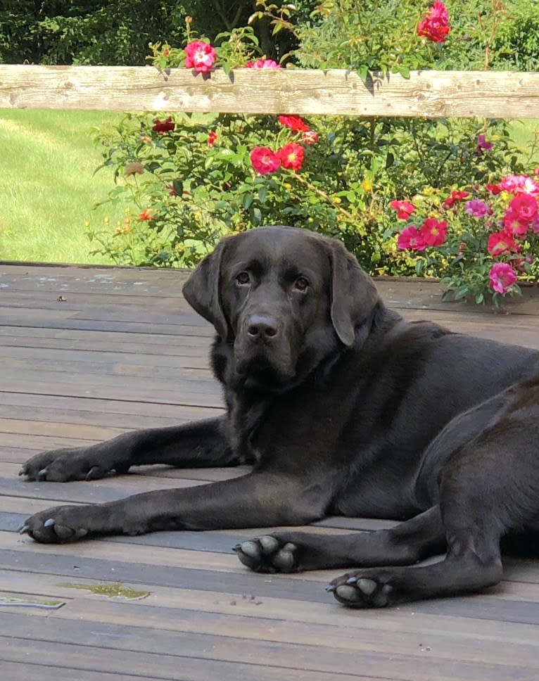 Zeke, a Labrador Retriever tested with EmbarkVet.com