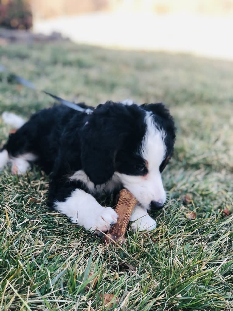 Lola, a Bernedoodle tested with EmbarkVet.com