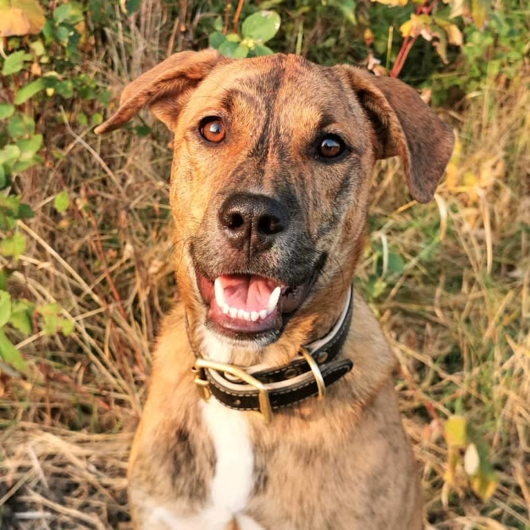 Boston, an American Pit Bull Terrier and Saint Bernard mix tested with EmbarkVet.com