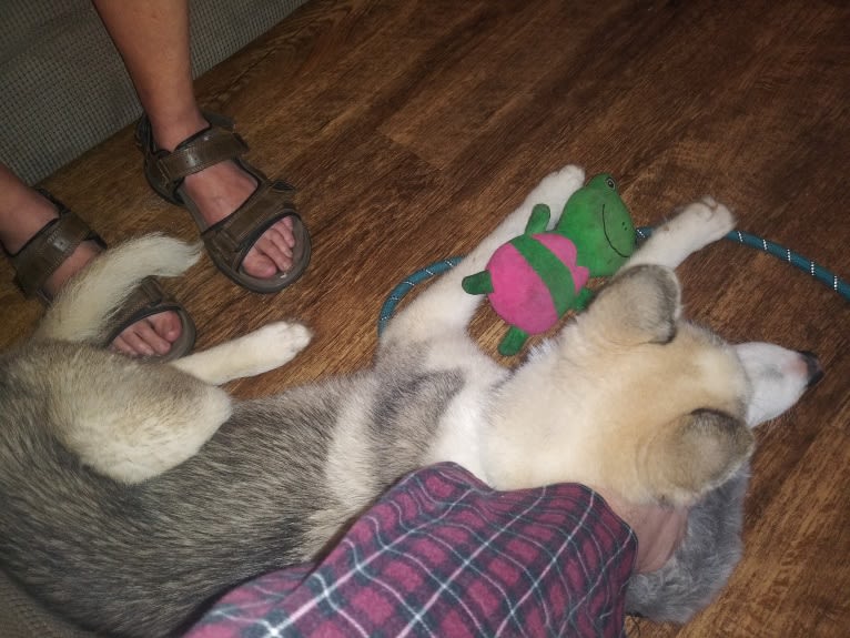Everest, a Gerberian Shepsky tested with EmbarkVet.com