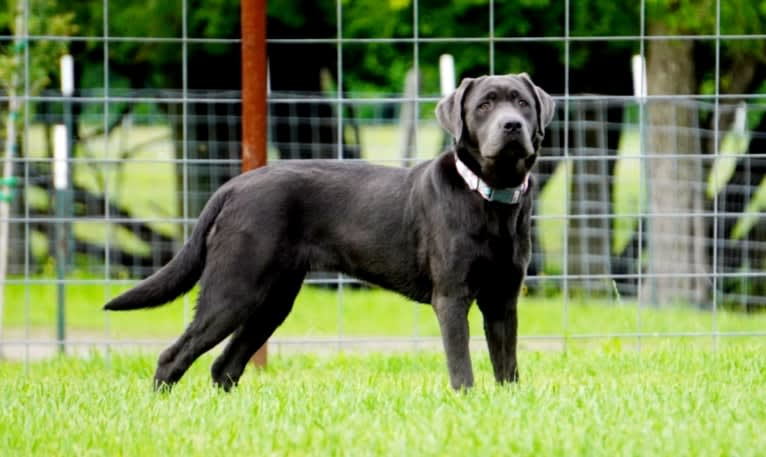 Banjo, a Labrador Retriever (5.2% unresolved) tested with EmbarkVet.com