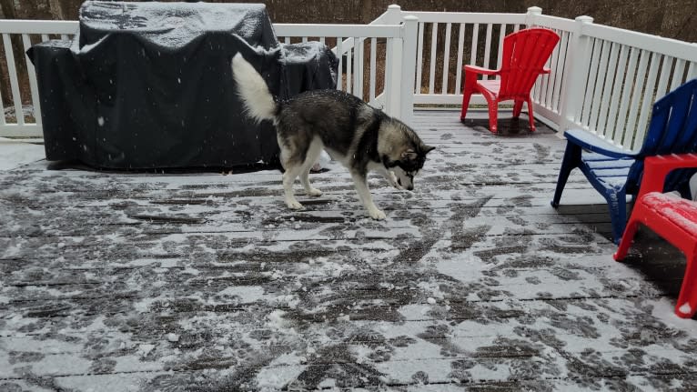 Kimber, an Alaskan Malamute tested with EmbarkVet.com