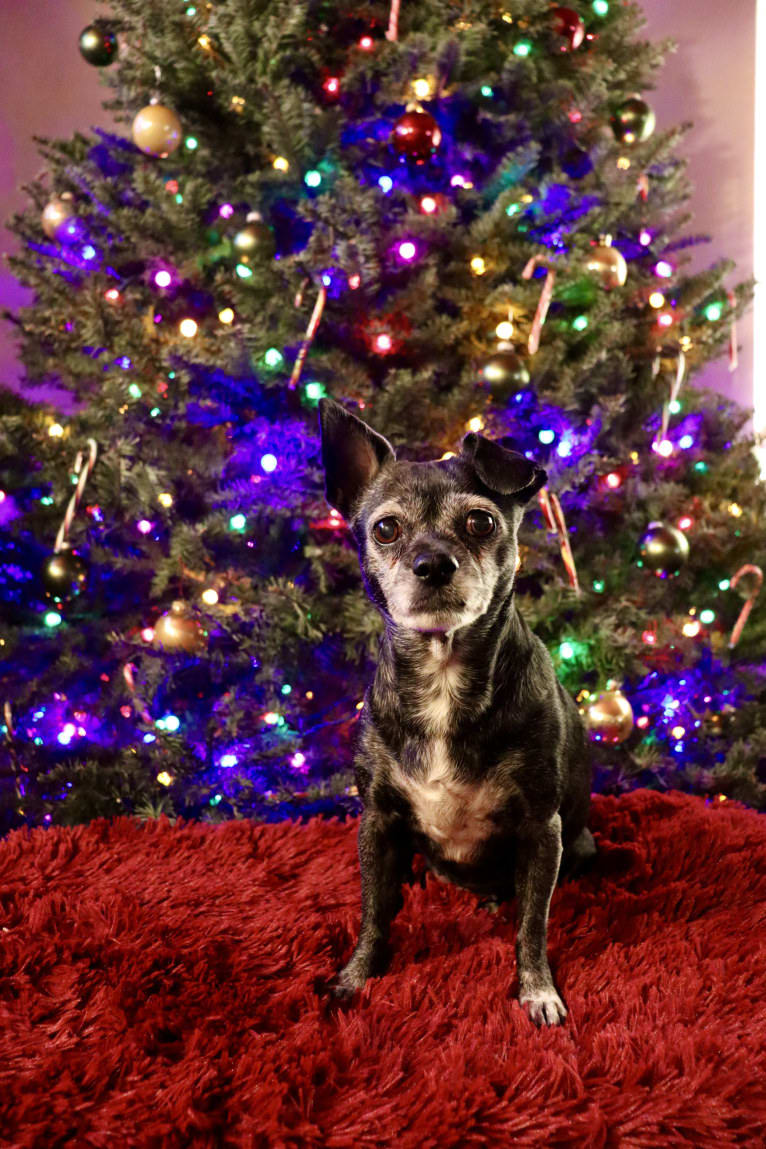 Serena Lorena, a Chihuahua and Pekingese mix tested with EmbarkVet.com