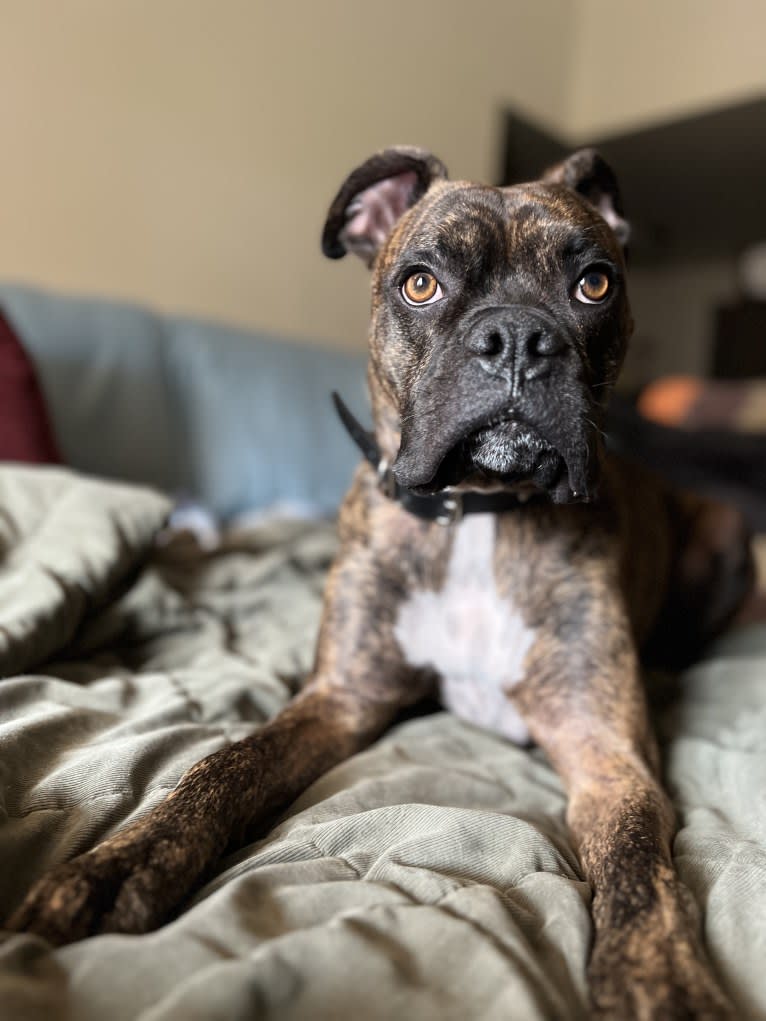 Ozzy, a Boxer and American Bulldog mix tested with EmbarkVet.com