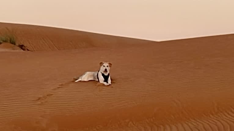 Ozzie, a West Asian Village Dog tested with EmbarkVet.com