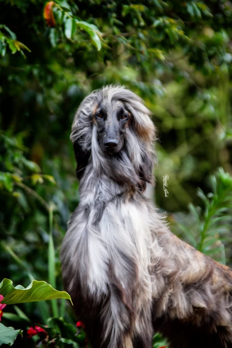 Mon Petit Chiot Donatella, an Afghan Hound tested with EmbarkVet.com