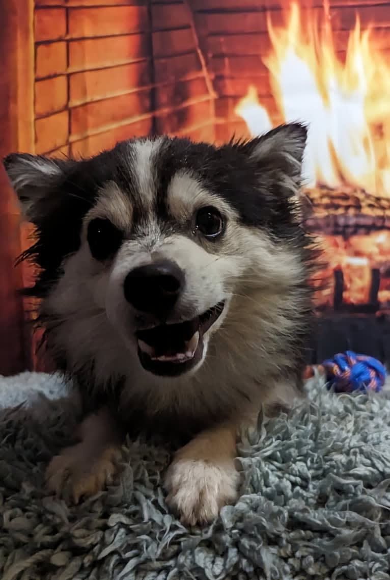 Kramer, an American Eskimo Dog and Siberian Husky mix tested with EmbarkVet.com