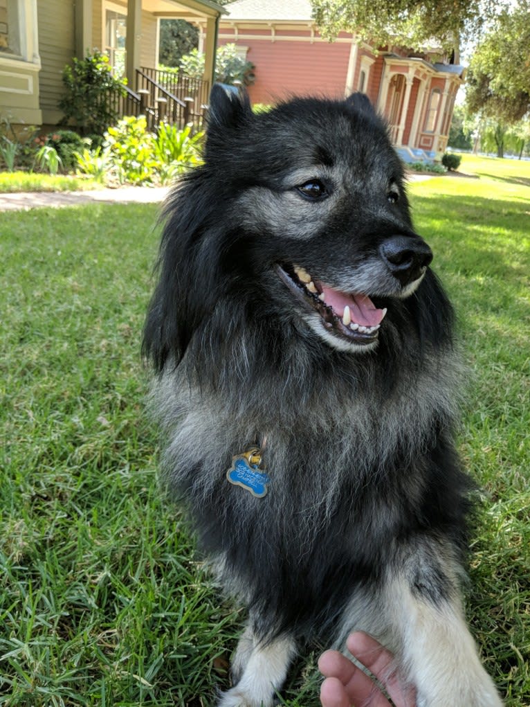 Scruffy, a Keeshond tested with EmbarkVet.com