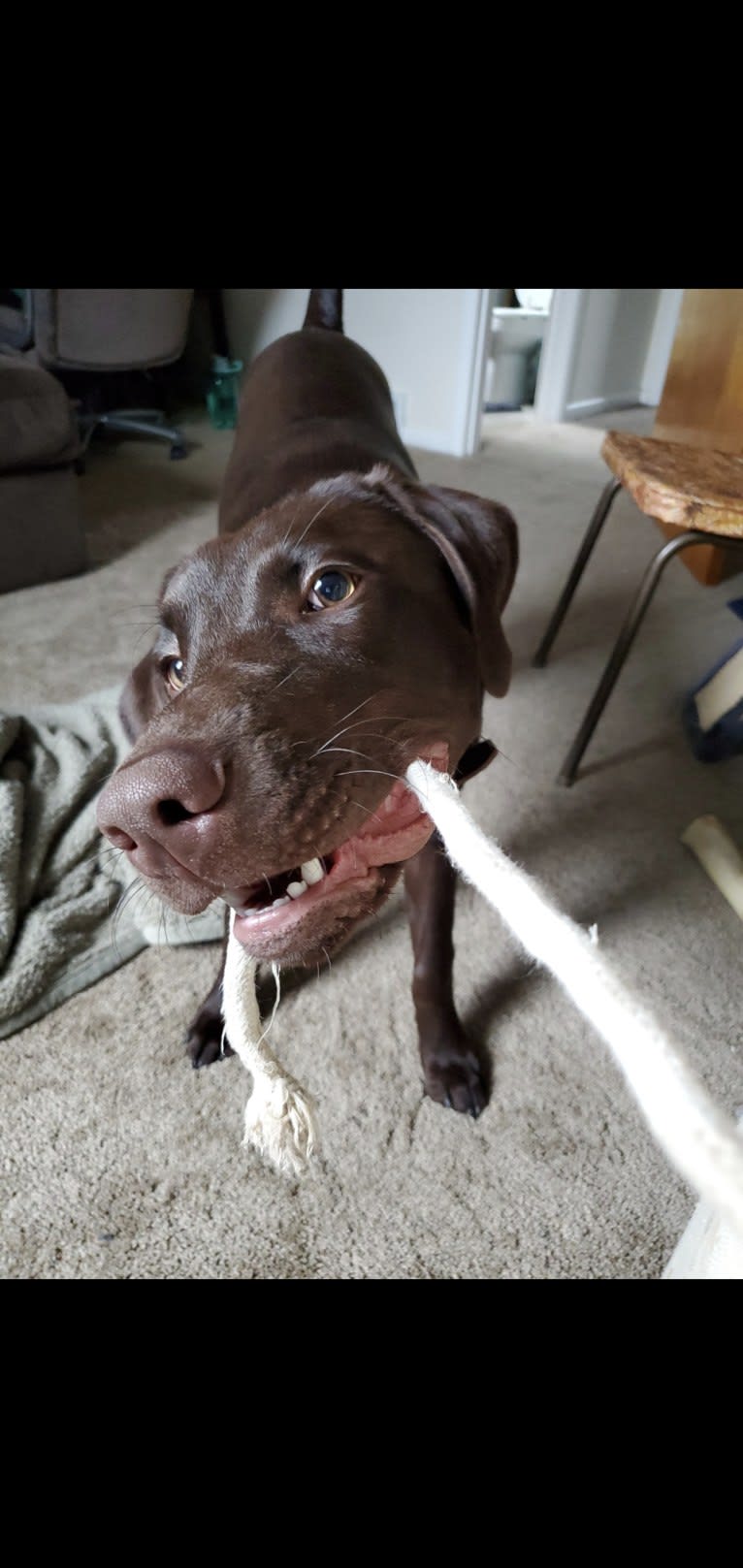 Zephyr, a Labrador Retriever tested with EmbarkVet.com