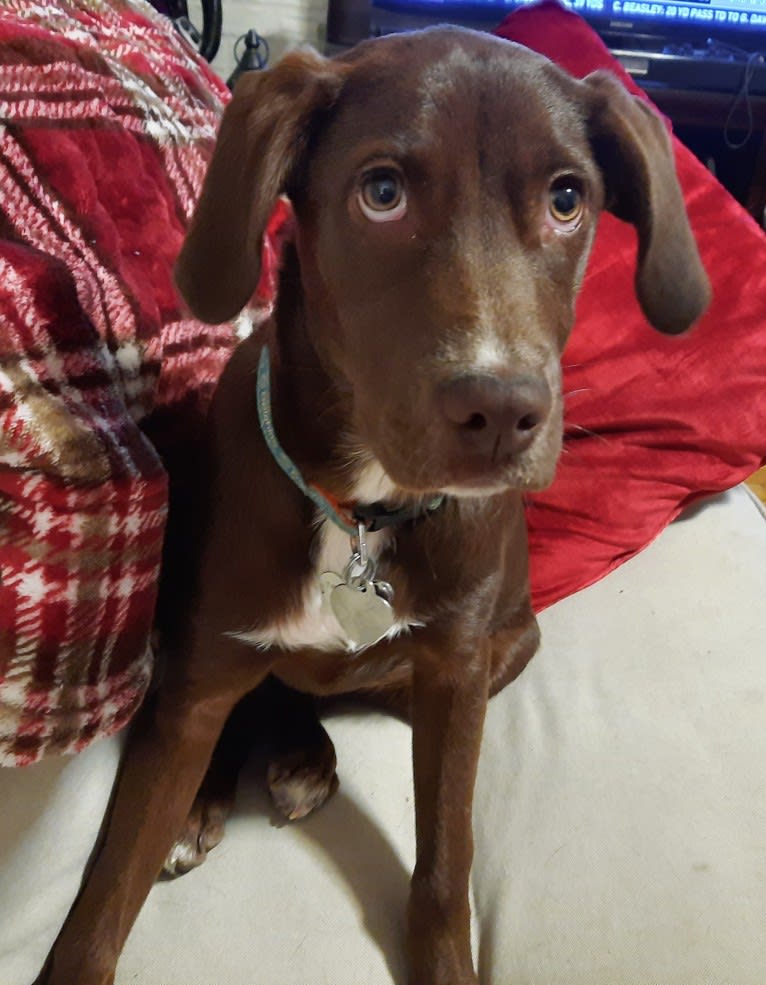 Valkyrie, a Golden Retriever and Labrador Retriever mix tested with EmbarkVet.com