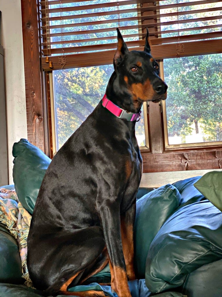 Lexie, a Doberman Pinscher tested with EmbarkVet.com