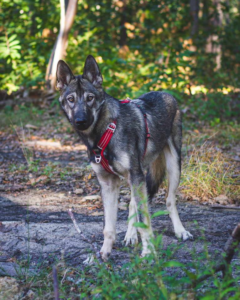 Prince Rio a dog tested with EmbarkVet.com