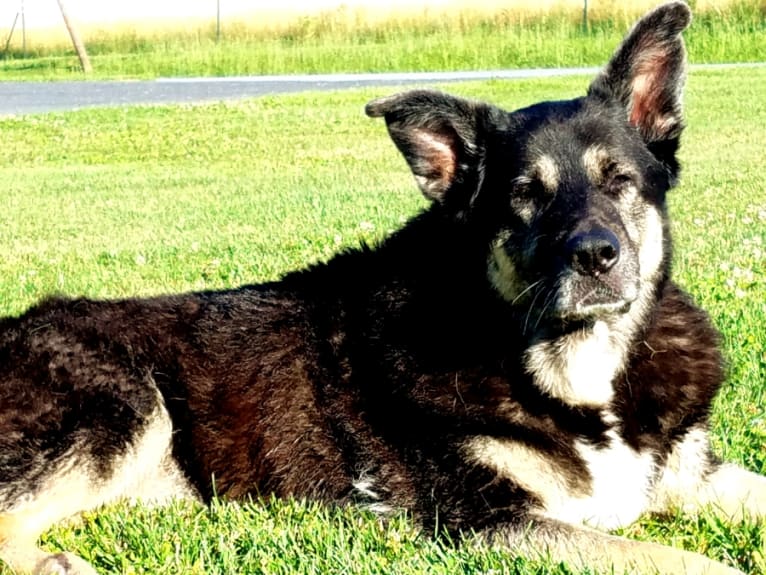 Riley, a German Shepherd Dog and Saint Bernard mix tested with EmbarkVet.com