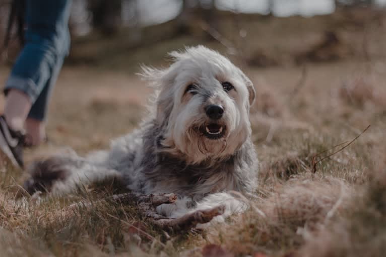 Olga, an Eastern European Village Dog tested with EmbarkVet.com