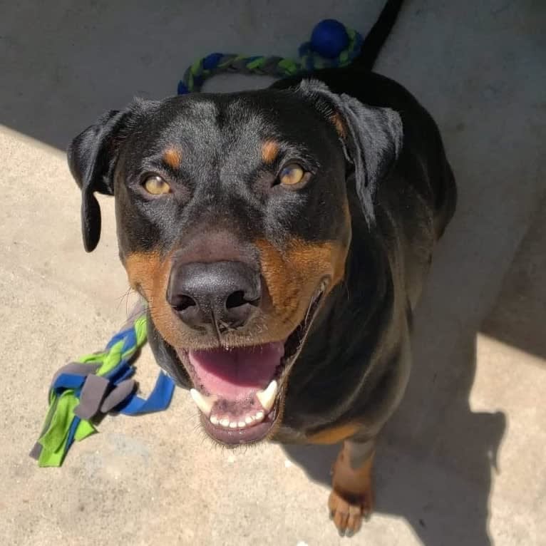 Zeus, a Doberman Pinscher and American Pit Bull Terrier mix tested with EmbarkVet.com