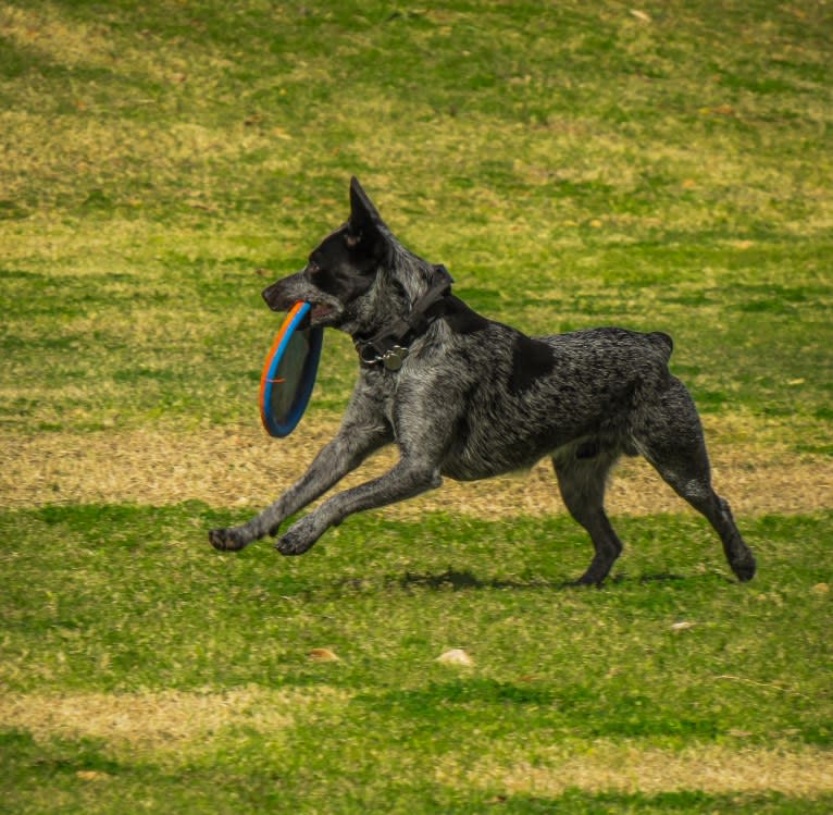 Bring the Heat, an Australian Cattle Dog tested with EmbarkVet.com