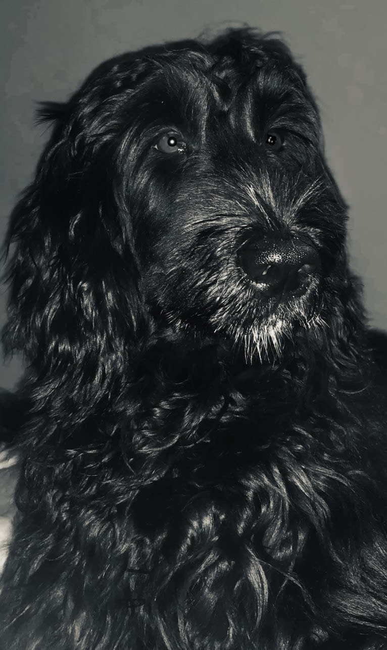 Juno, a Poodle (Standard) and English Cocker Spaniel mix tested with EmbarkVet.com