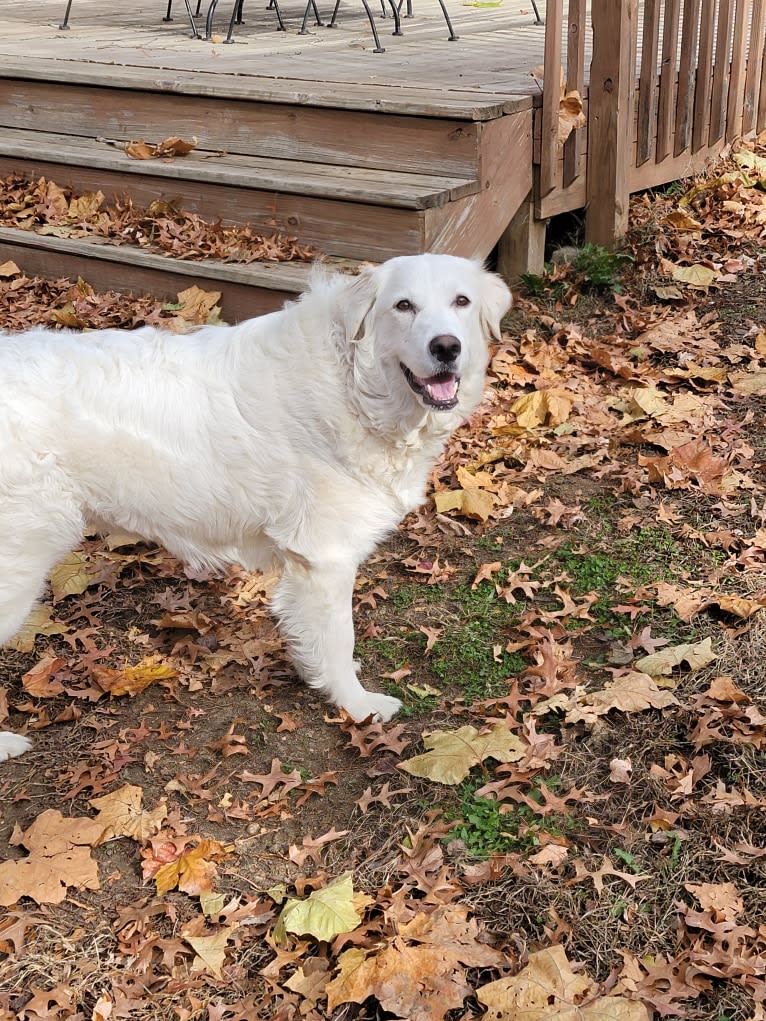 Whisper, a Great Pyrenees tested with EmbarkVet.com