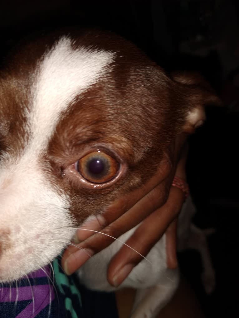 Lobo, a Chihuahua tested with EmbarkVet.com