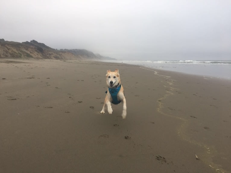 Mushski, an Alaskan-type Husky and Golden Retriever mix tested with EmbarkVet.com