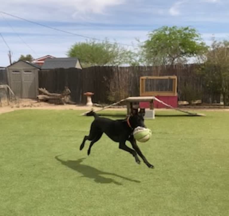 Baxter, a German Shepherd Dog and Great Dane mix tested with EmbarkVet.com