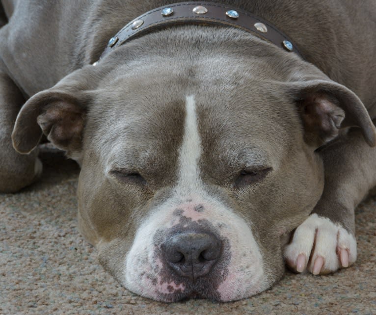 Bubba, an American Bully tested with EmbarkVet.com